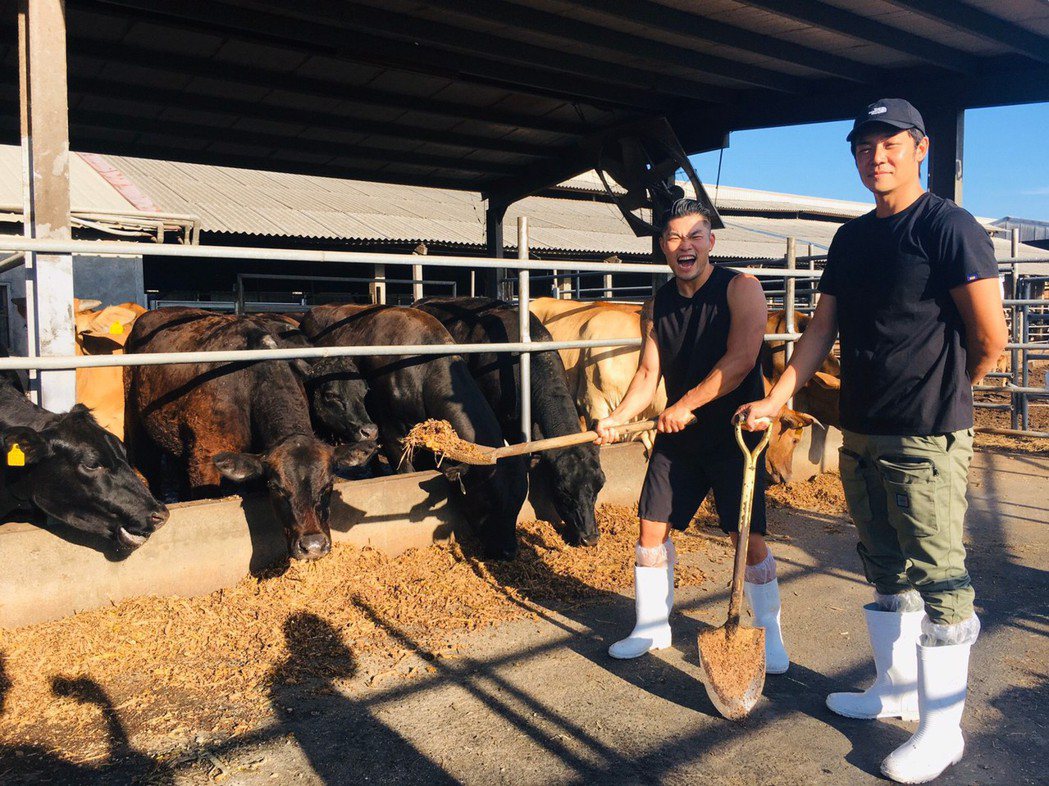 姚元浩和李玖哲體驗餵牛。圖／三立提供