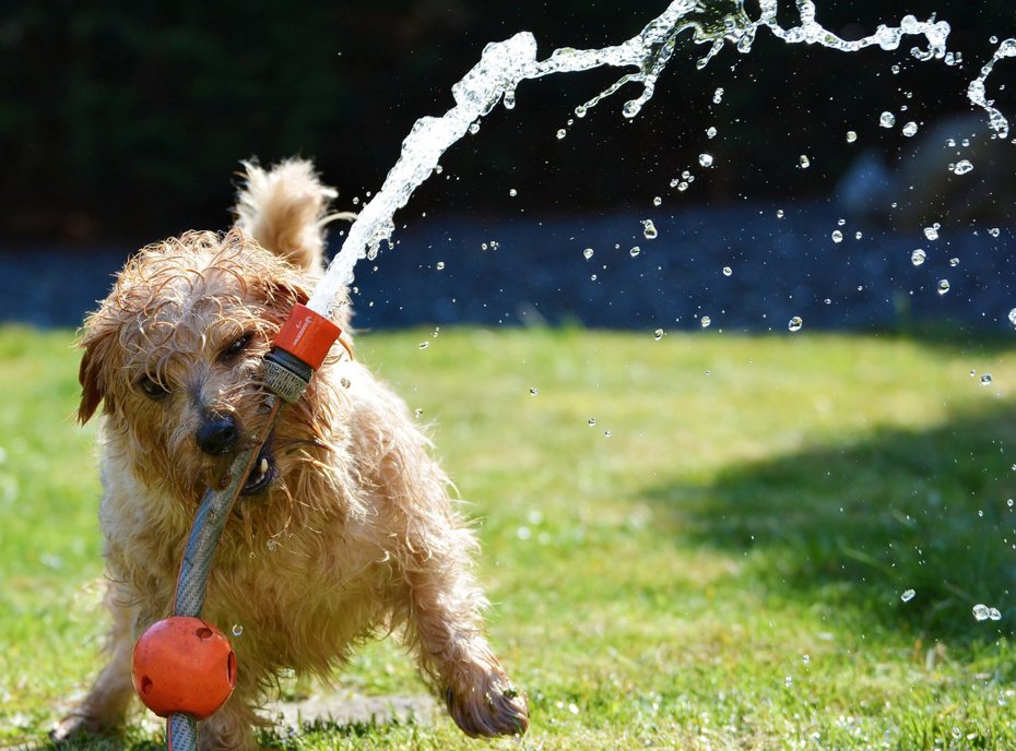 熱中暑和皮膚過敏是寵物在夏季最容易被忽略的兩大危機。圖/取自pixabay