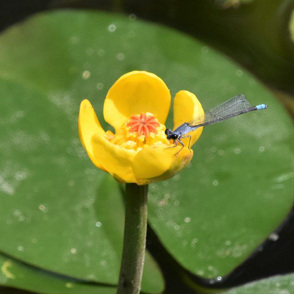 萍蓬草是台灣特有種，浮葉多貼在水面，小花挺水，仿若小型睡蓮，別名「水蓮花」或「黄...