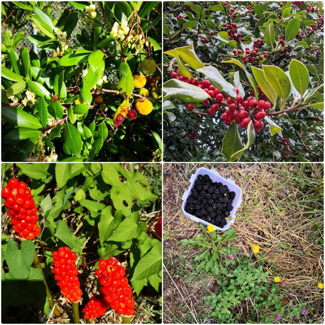 各式各樣的果實是黑尾鹿的最愛，尤其是黑莓。黑莓生長的速度很快，可以在很短的時間內向外擴散繁衍，佔據一大片的土地，不但黑尾鹿喜歡，我們也很愛。