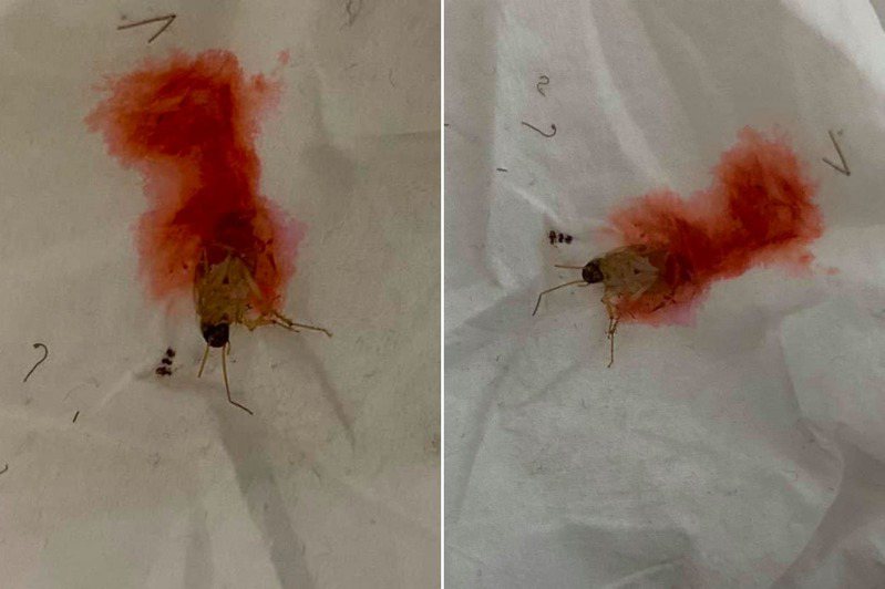 蟑螂死後流出紅色血液，讓網友嘖嘖稱奇。 圖╱翻攝自爆廢公社公開版