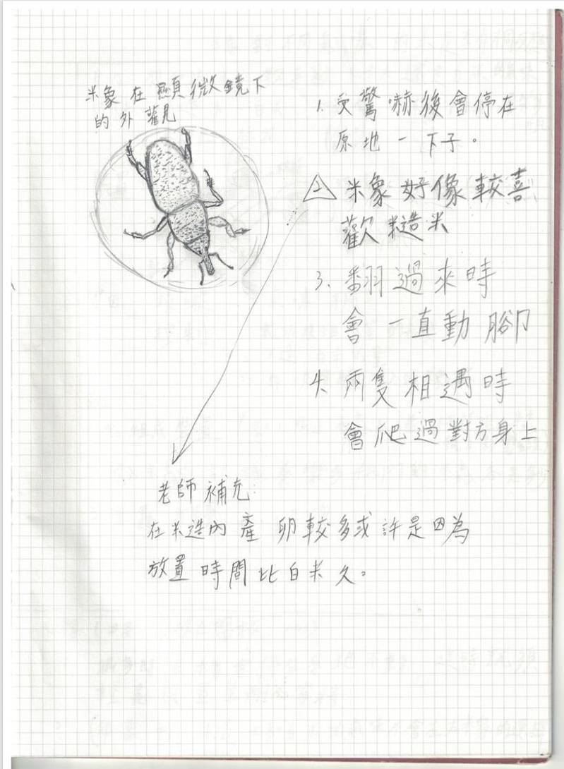 台南一中生物教師林靜吟曾帶學生進行米蟲行為觀察，圖為學生的觀察紀錄。圖／林靜吟提供
