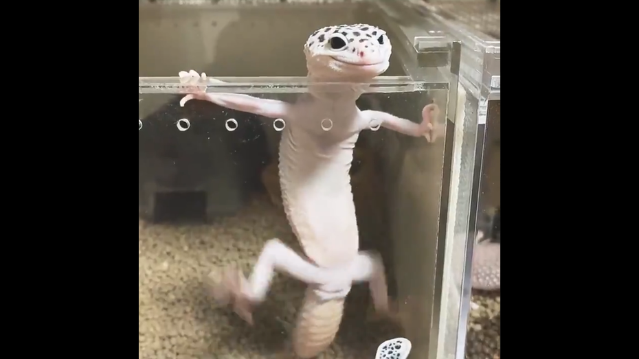 日本一位網友的壁虎等著餵食，興奮的攀在牆邊手舞足蹈。圖擷取自twitter