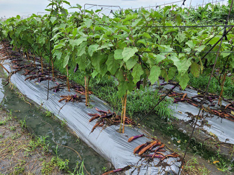 豪雨襲擊，茄子倒伏。圖／屏東縣農業處提供