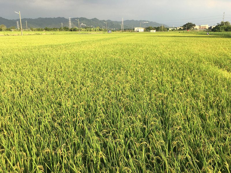 正值一期稻作收穫季節，但由於疫情嚴峻，食米量萎縮，糧界憂心。圖／農糧署提供