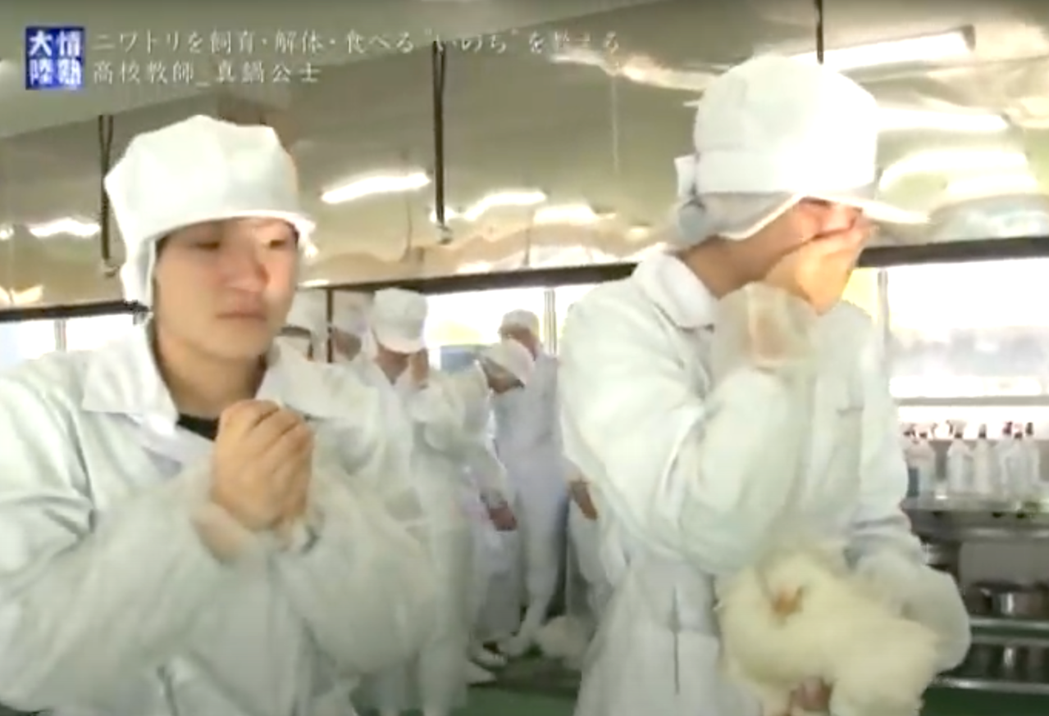 2013年福岡縣一名高校老師真鍋公士，也與黑田恭史的實驗相同，讓學生飼養小雞，養...