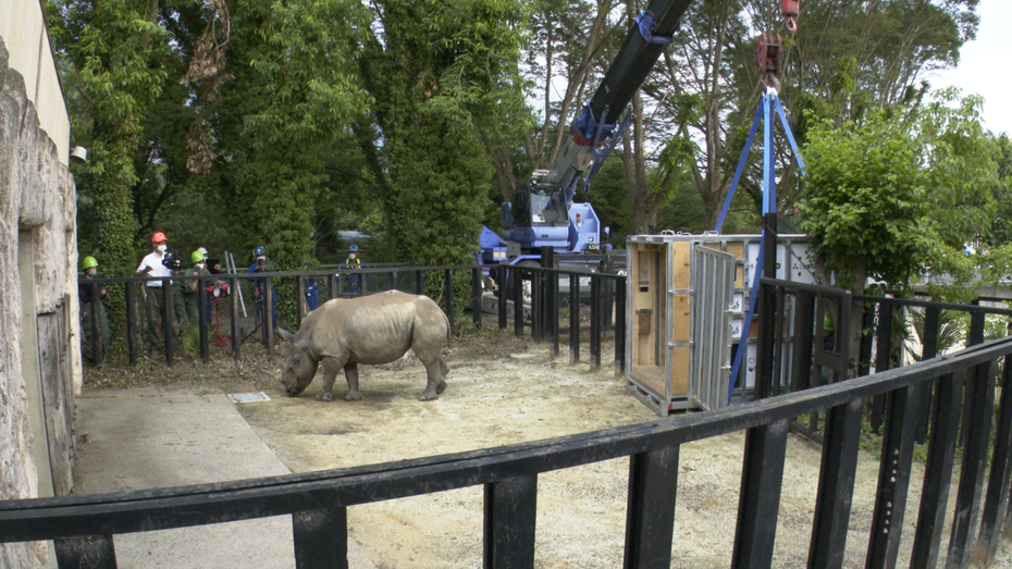 六福村母白犀牛艾瑪順利抵達日本東武動物公園。圖／六福村提供