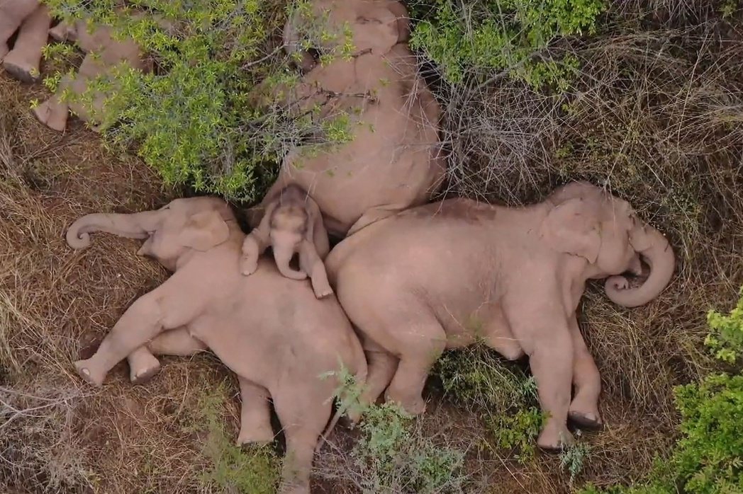 象群中的小象，被家族三面包圍住睡覺，不過小象後來被拍到想掙脫爬出卻「走不出重圍」...