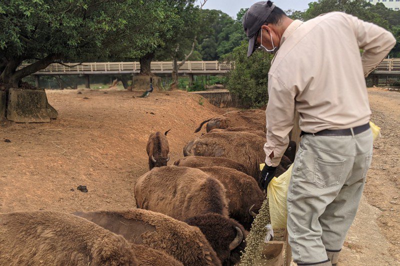 非洲野牛們排隊等著放飯，是每天早上都要上演的畫面。圖／六福村提供