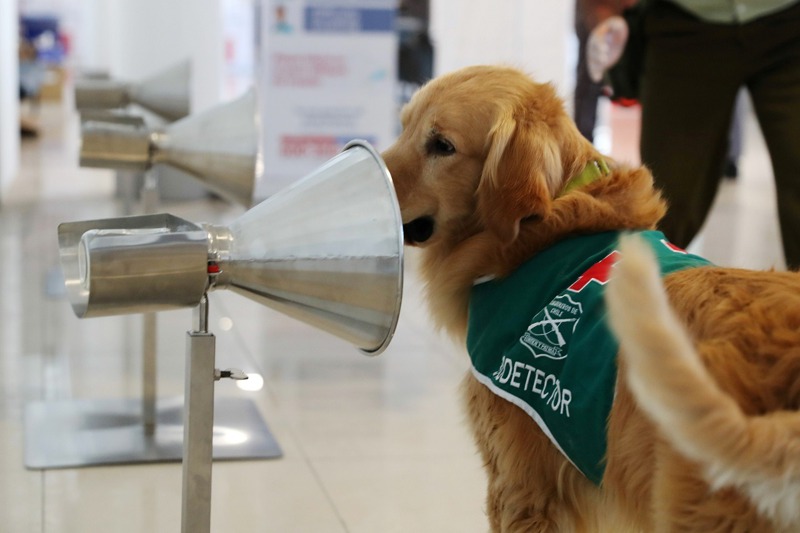 英法近日的研究都指出，犬隻偵測新冠肺炎的速度比PCR更快，也比側流法檢驗（LFTs）快篩法要更加準確。圖為智利首都聖地牙哥的國際機場裡，一隻嗅探犬正接受偵測新冠肺炎的訓練。路透