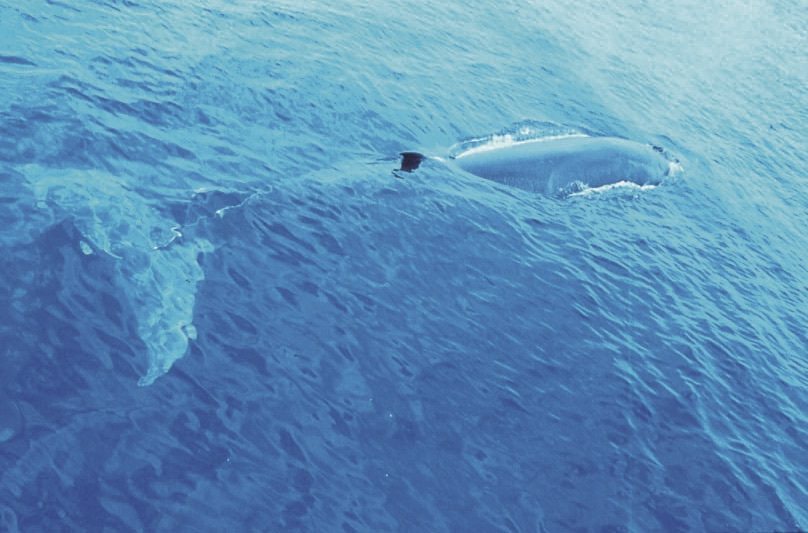 梅原真（Umebara Makoto）觀察著海中鯨魚、海龜產卵，打造以海浪聲為背...