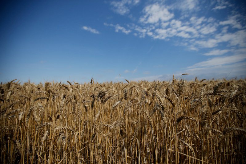 法国西部一处小麦田。路透(photo:UDN)