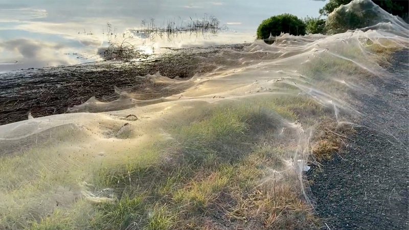 澳洲维多利亚省出现大范围的蜘蛛网。图／路透(photo:UDN)