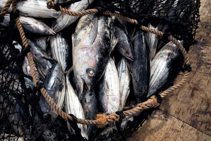 世界上的許多正鰹魚是捕撈自南太平洋海域，當地的8個島國1982年敲定「諾魯協定」，建立向美國、日本、台灣、中國大陸等漁業大國收費的機制。路透／HANS LUCAS