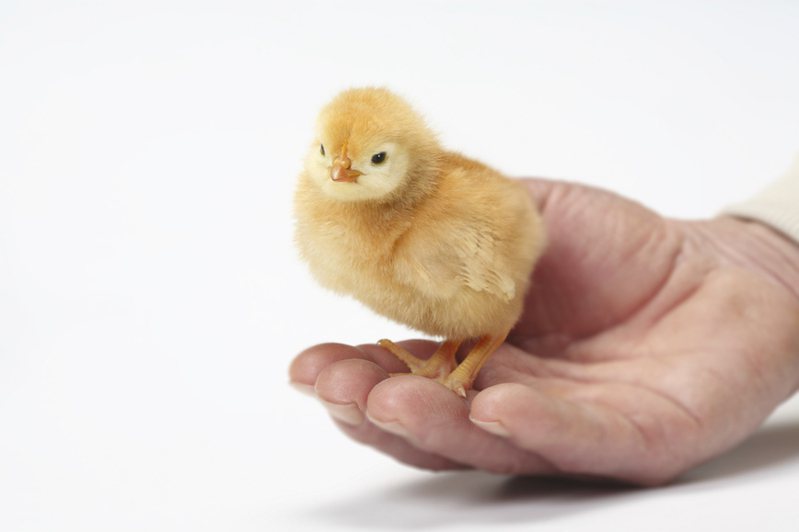 有位女網友分享她小時候養小雞的悲慘遭遇，獲得熱烈回響。圖為小雞示意圖。 圖片來源/ingimage