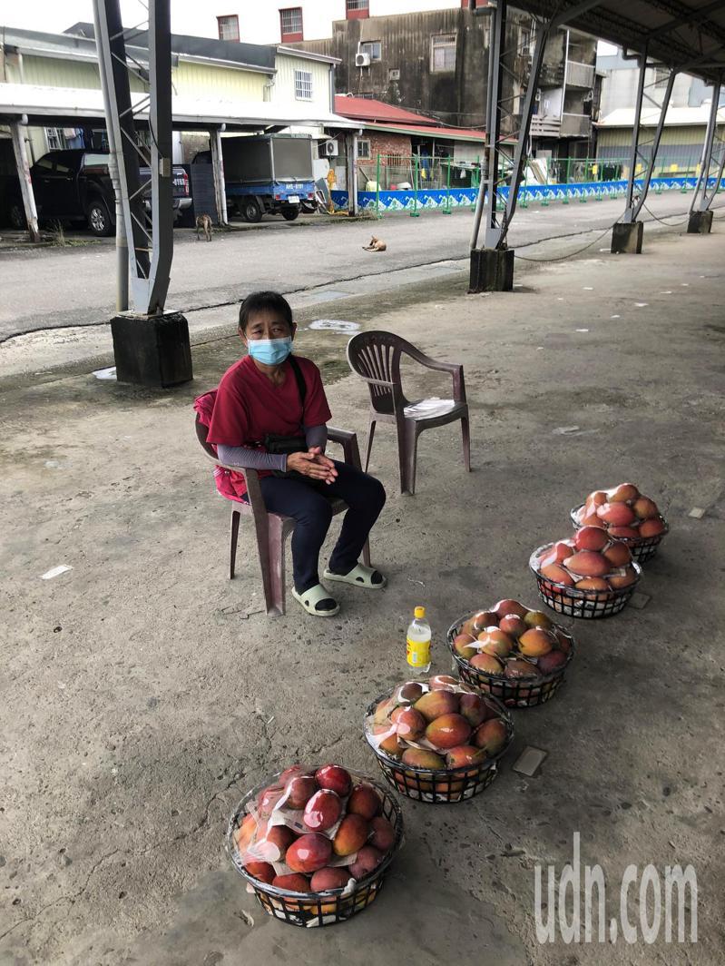 台南芒果進入盛產期，大內芒果集貨場今天開市。記者周宗禎／攝影