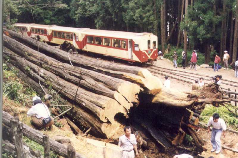 阿里山神木倒下時，正好有一列阿里山客車到神木旁碰壁回頭，神木與森林鐵路客車交會看盡多少歷史興衰。圖／聯合報系資料照片