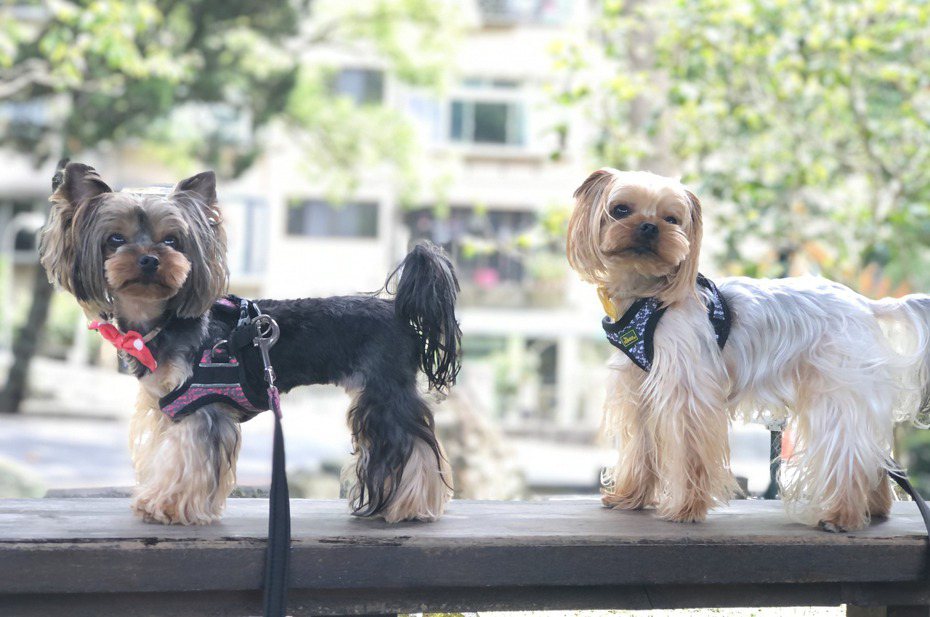 （右）皮皮、（左）蕾蕾是兩隻同胞的約克夏小型犬。（圖／朱嘉漢　提供）