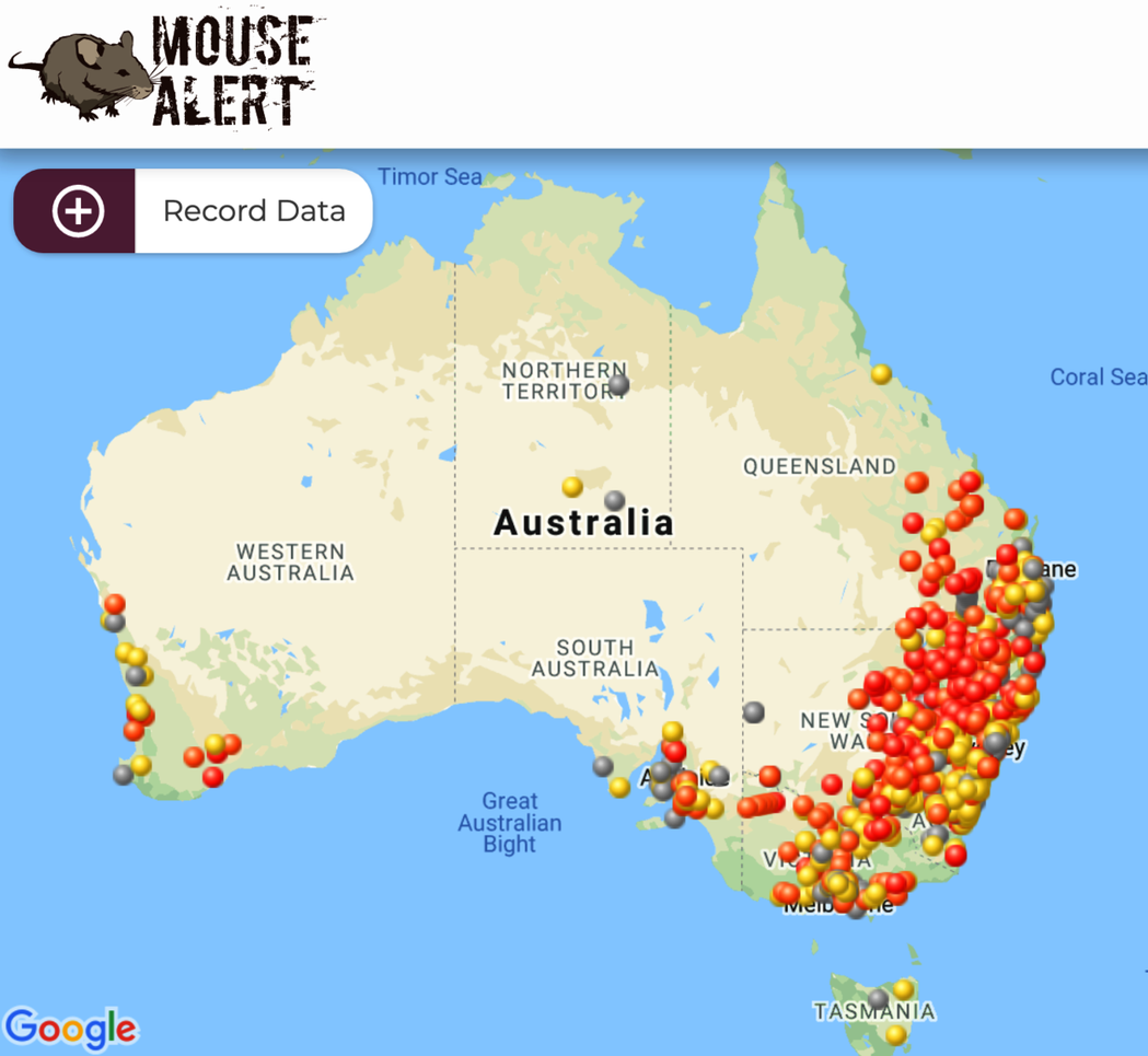 以新南威爾斯為主，鼠患主要集中在澳洲的東南部農村。圖為截至2021年7月1日的澳...