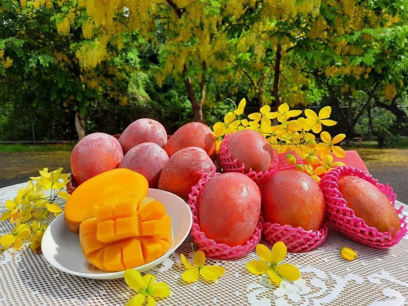 愛文是台灣最受歡迎的芒果品種。 圖／台南區農改場提供