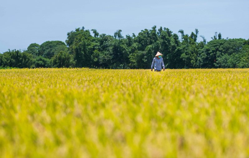 農水署桃園、新竹第三灌區涵蓋2區、2鄉，稻作面積超過7000公頃，圖為新屋區的稻田。圖／桃園市政府新聞處提供