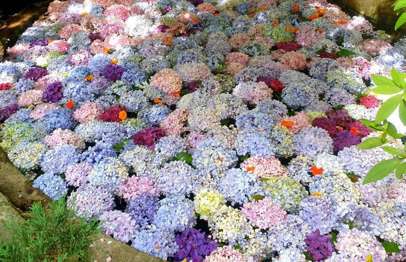 武陵農場運用繡球花的殘花打造「水上繡球花」，五彩繽紛的繡球花浮在水面上，相當唯美浪漫。圖／武陵農場提供