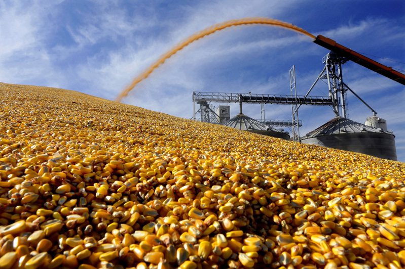 玉米期貨盤中暴跌近7%，觸發漲跌幅交易上限，收在每英斗5.3975美元。美聯社