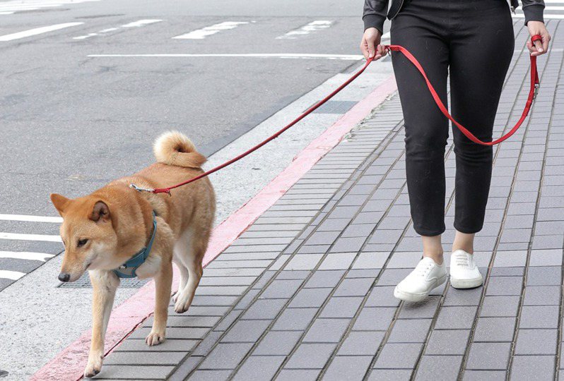 狗狗散步示意圖。記者李政龍/攝影
