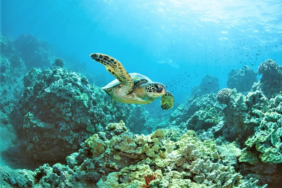 屏東離島小琉球是知名的海龜樂園，數量估計在300隻上下，主要是以海草和海藻主食的綠蠵龜。記者潘欣中／翻攝