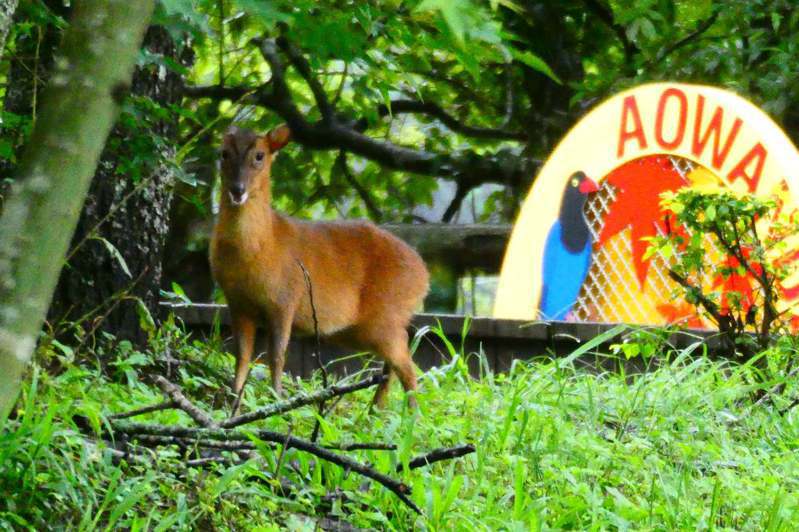 奧萬大國家森林遊樂區封園近兩個月，包括山羌、獼猴等野生動物少了人為干擾，自在覓食。圖／南投林管處提供