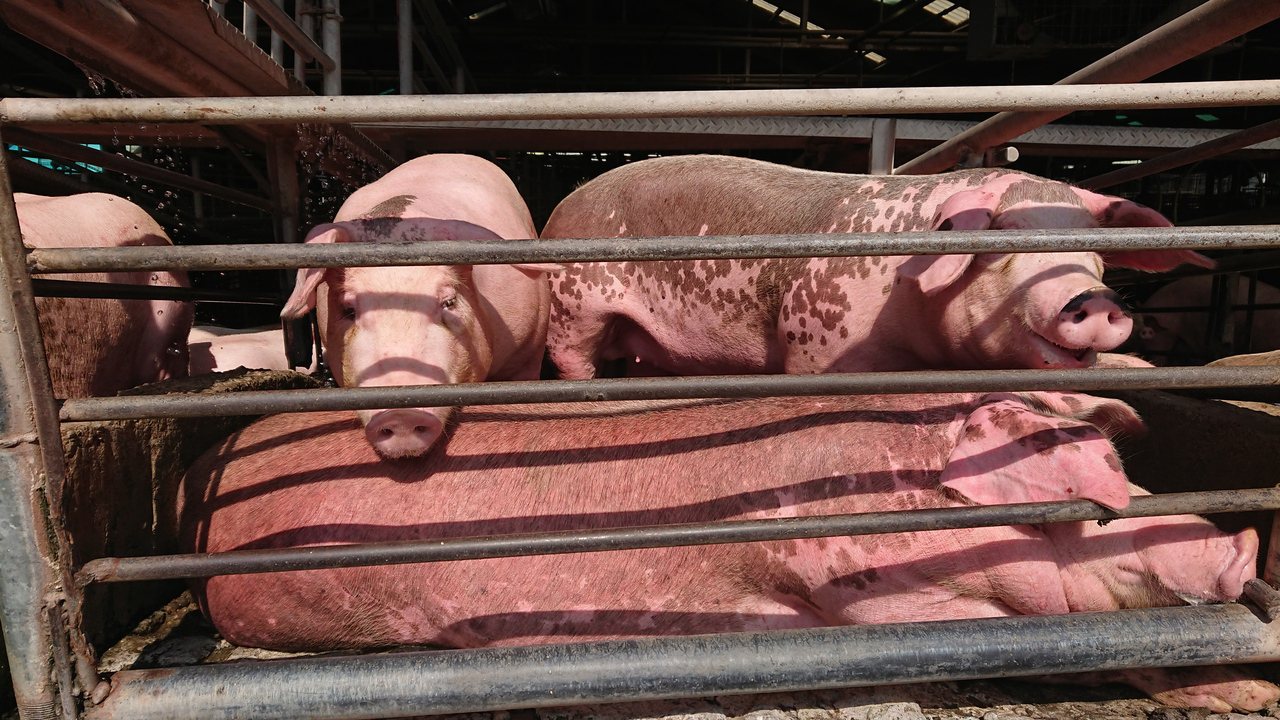 國產毛豬拍賣均價每公斤80元以上長達一個月，政府將調節產銷。記者簡慧珍／攝影