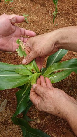 秋行軍蟲不只會吃玉米，還會在葉子上留下自己的排泄物。圖／台大植物醫院提供