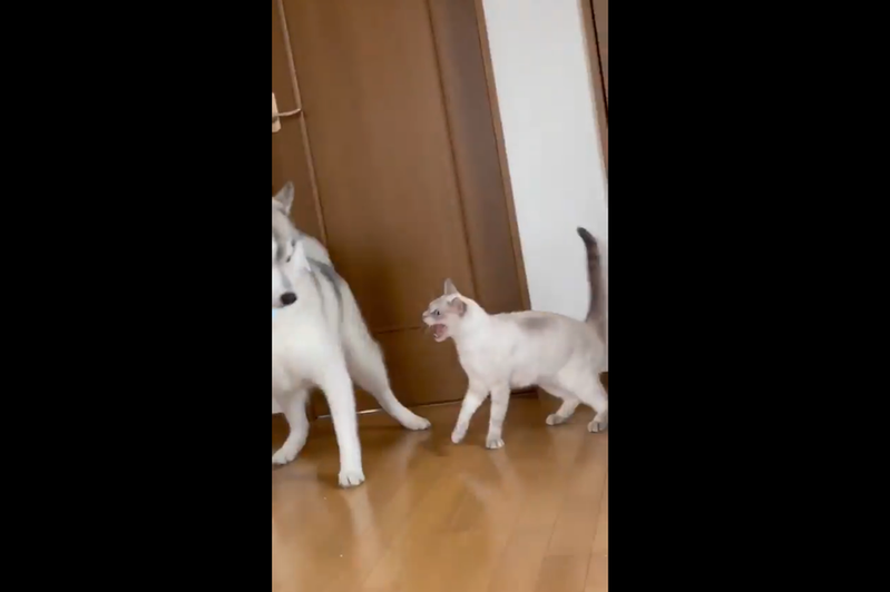網友拍下自家貓皇明明自己撞到二哈，不僅沒有愧疚，還反而兇回去的影片。圖擷取自twitter
