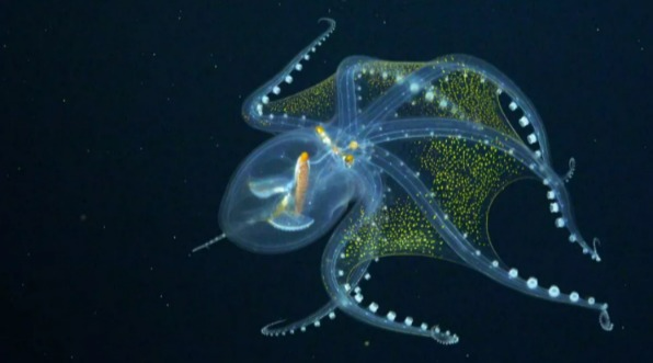 海底機器人捕捉到罕見的「玻璃章魚」身影。圖／取自facebook@SchmidtOcean