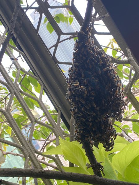 高雄市農業局發現，近年外來種東南亞小蜜蜂（又稱小排蜂）在市區住家環境附近築巢的情形愈來愈多。圖／高雄市農業局提供