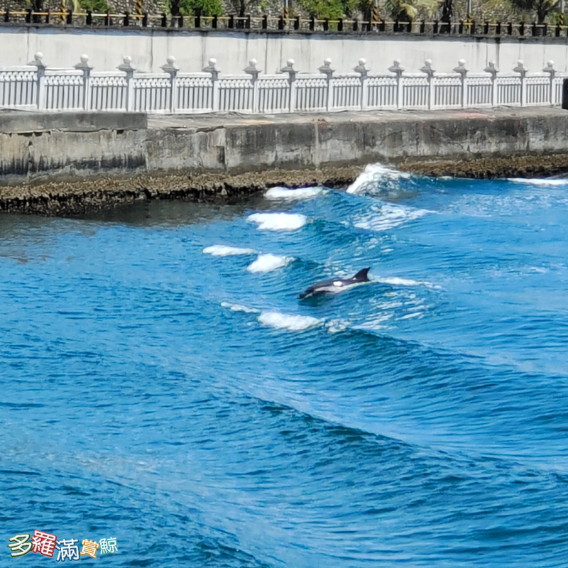 昨天1隻瓶鼻海豚出現在花蓮港，讓賞鯨業者擔心有安全疑慮，通報海巡及縣府，讓漁船放慢速度。圖／賞鯨業者提供