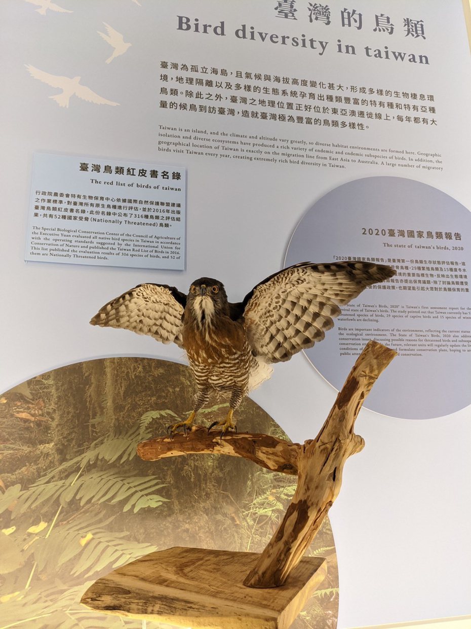 台南左鎮化石園區首隻現生鳳頭蒼鷹標本舉辦命名活動。圖／文化局提供