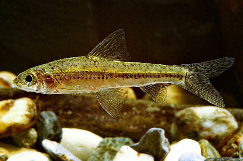 巴氏銀鮈因數量珍稀，被台灣淡水魚類紅皮書列為國家極危等級（NCR）。圖／特有生物研究保育中心提供