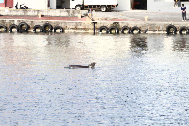 花蓮港區近日出現一隻疑似迷航的保育類的印太瓶鼻海豚，無明顯外傷，幾度在港區出沒。圖／花蓮縣政府提供