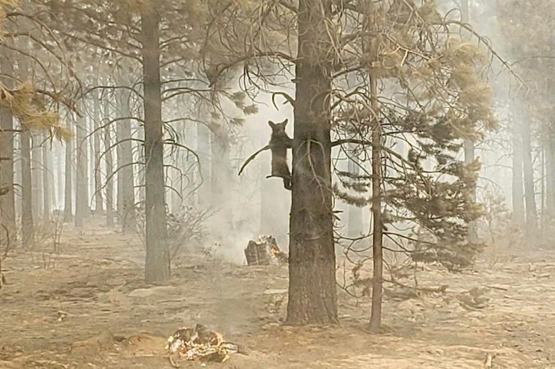 美國俄勒岡州南部發生目前全美規模最大的野火，消防員18日在災區發現一隻幼熊，餵水給牠後再讓牠爬回樹上。美聯社