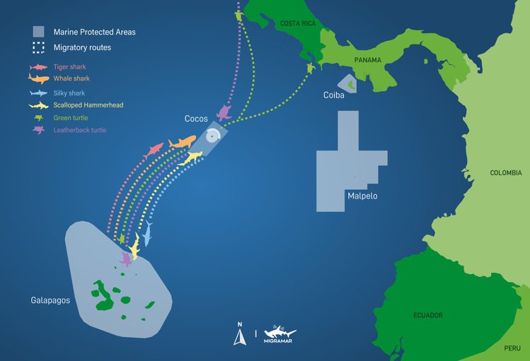 「藍色使命」計畫曾幫助建立在Cocos島和Galapagos島間、包含虎鯊、鯨魚...
