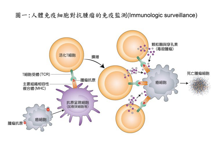 人體免疫細胞對抗腫瘤的免疫監測。圖／台灣乳癌基金會