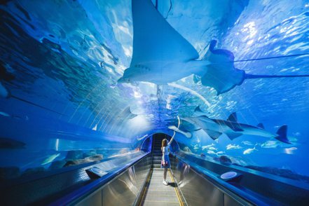 海洋公園海底隧道。業者/提供