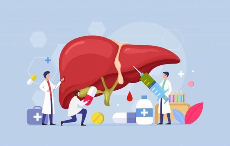 今天是世界肝炎日，台灣目標將在2025年消除C肝，肝示意圖。圖／ingimage