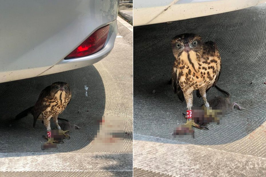 網友買午餐時遇到一隻迷途老鷹，緊張求助。 圖╱翻攝自PTT