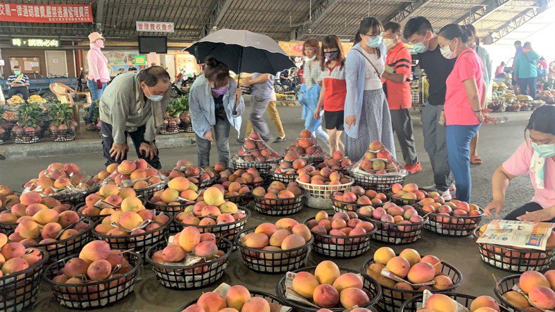 政府宣布微解封，台南玉井青果市場昨天已有不少外縣市遊客前來採買芒果，民眾說疫情趨緩，也悶太久，和家人一起出來採買芒果。圖／聯合報系資料照片