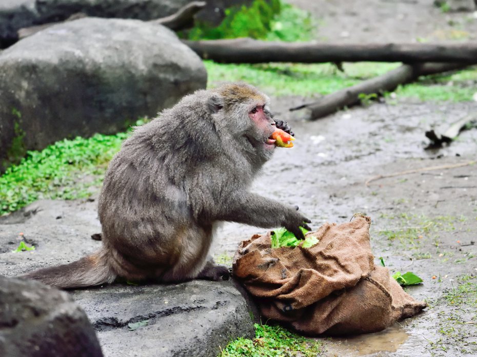 台北市立動物園高齡26歲的台灣獼猴「榮哥」辭世，動物園表示，「榮哥」在台灣動物區猴島擔任「核心雄猴（Alpha Male）」將近20年。圖／北市動物園提供