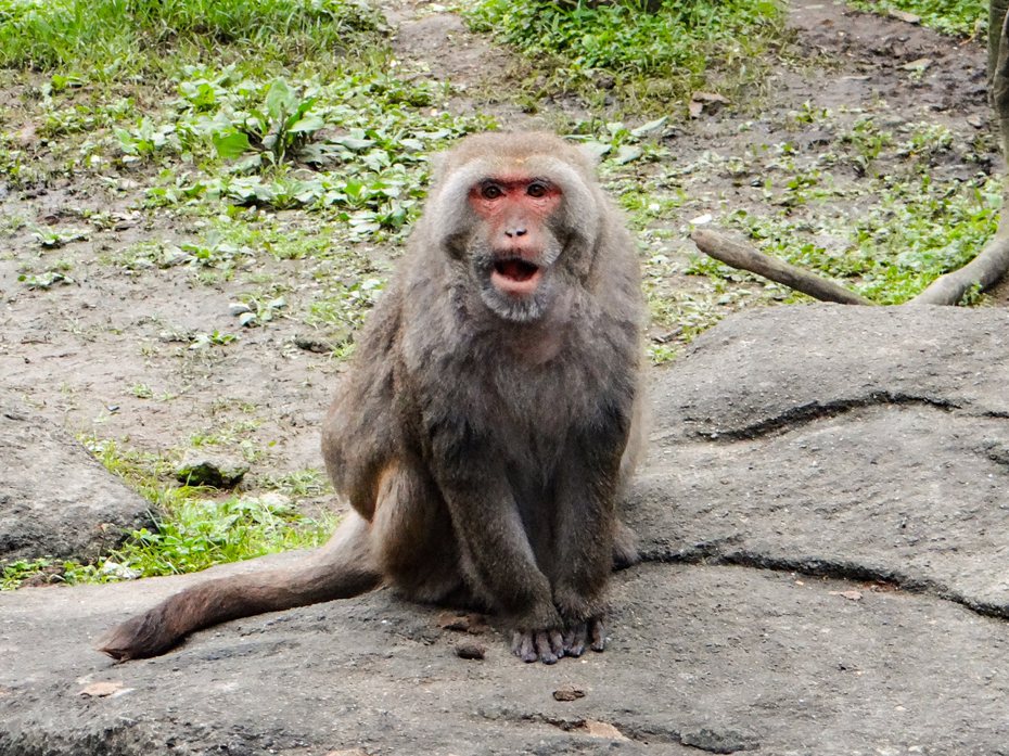 「榮哥」在台灣動物區猴島擔任「核心雄猴（Alpha Male）」將近20個年頭。圖／北市動物園提供