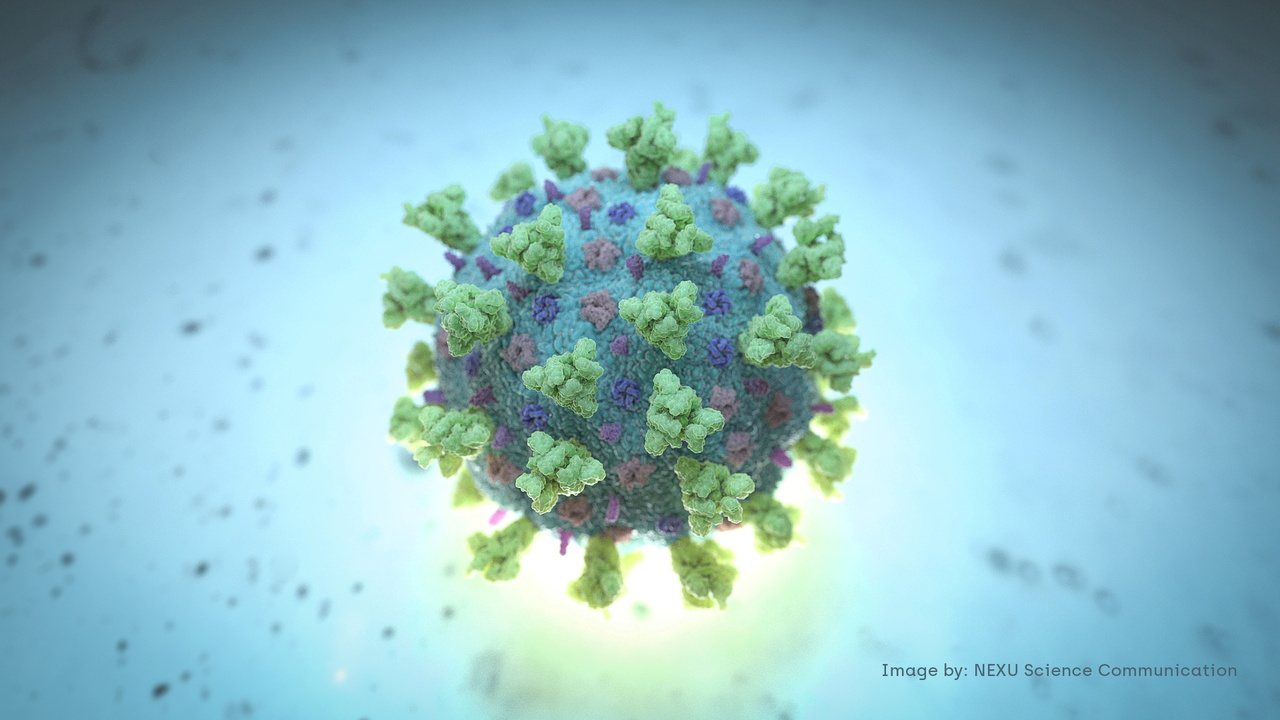 新冠病毒是冠狀病毒的一種，表面上有一根根突起、像皇冠一般的棘蛋白（spike protein）。病毒經由飛沫或接觸到達人體後，會利用棘蛋白上一個稱作「受體結合區（receptor binding domain）」的構造，抓住人體細胞表面的ACE2受體。路透