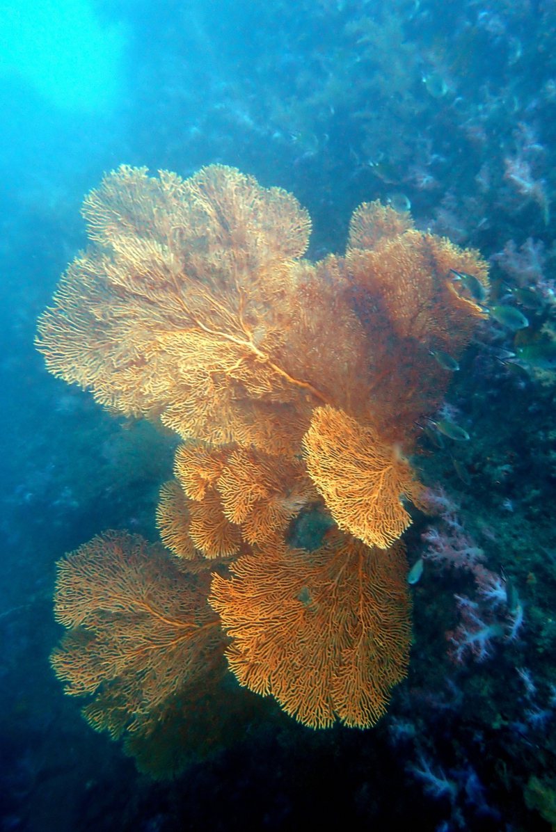 疫情封閉意外驚喜，少干擾潮境珊瑚白化與損傷自動修復。圖／海科館提供